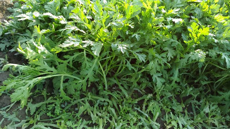 山茼蒿(昭和菜) 產品圖片（圖片編號 666408）
