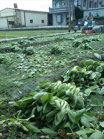 青江菜(青梗菜,青油菜) 產品圖片（圖片編號 666415）