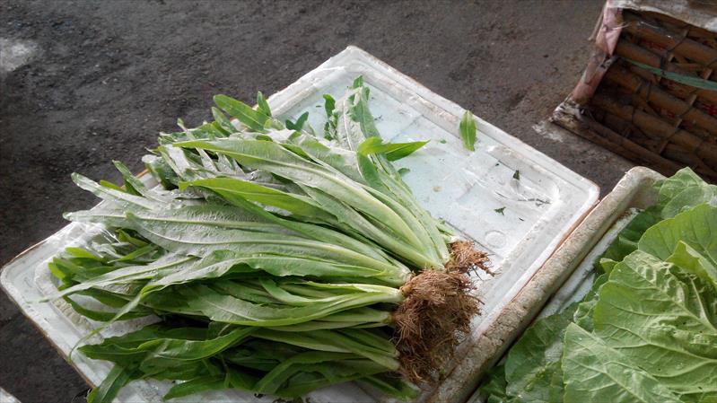 不結球萵苣(A菜,妹仔菜) 產品圖片（圖片編號 666418）