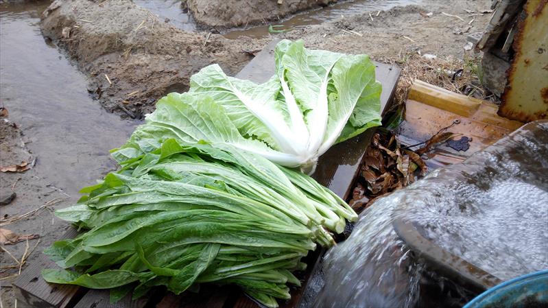 不結球萵苣(A菜,妹仔菜) 產品圖片（圖片編號 666419）