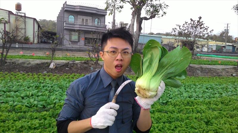 青江菜(青梗菜,青油菜) 產品圖片（圖片編號 666425）