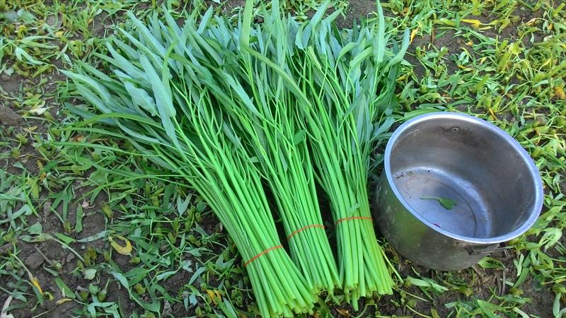 蕹菜(空心菜) 產品圖片（圖片編號 666427）