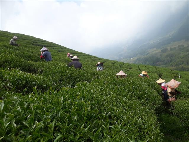 茶製品-茶 產品圖片（圖片編號 666557）