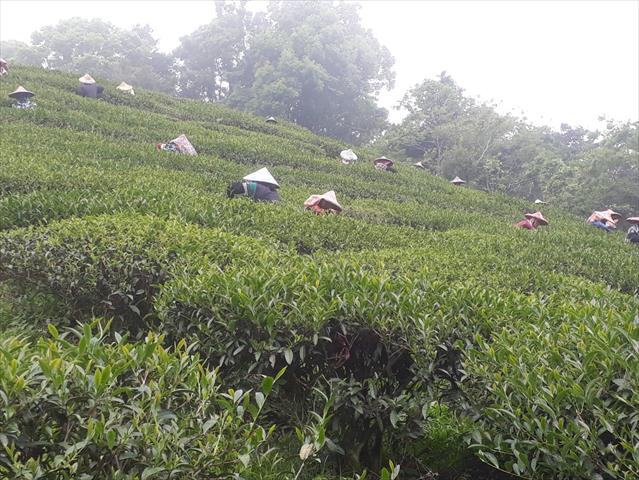 茶製品-茶 產品圖片（圖片編號 666558）