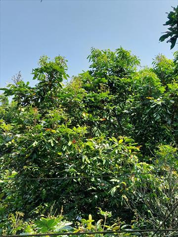 龍眼 產品圖片（產品編號 497053）