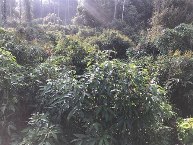 荔枝 產品圖片（圖片編號 666661）