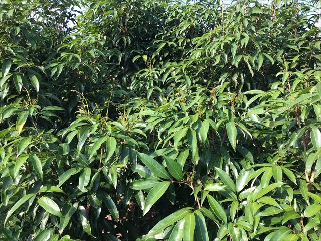 荔枝 產品圖片（圖片編號 666662）