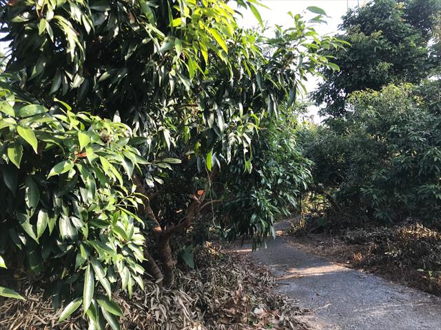 荔枝 產品圖片（圖片編號 666663）