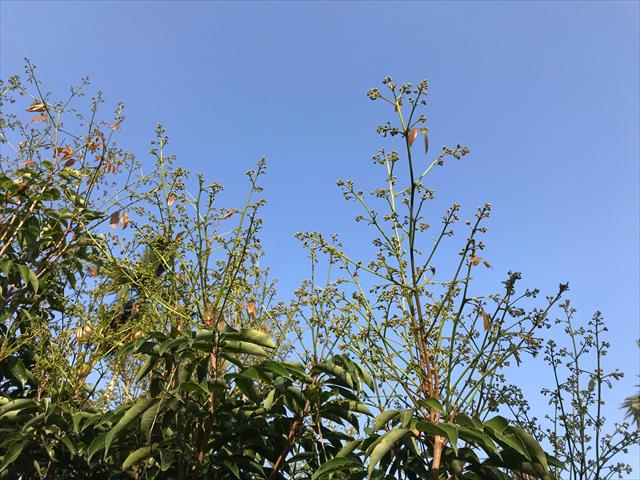 荔枝 產品圖片（產品編號 497054）
