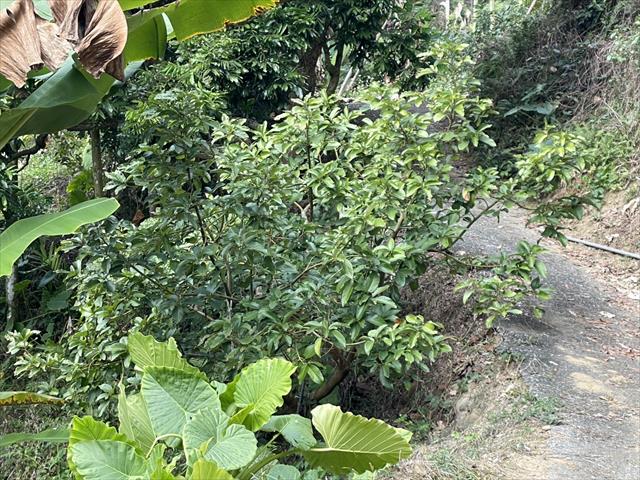 酪梨 產品圖片（產品編號 497628）