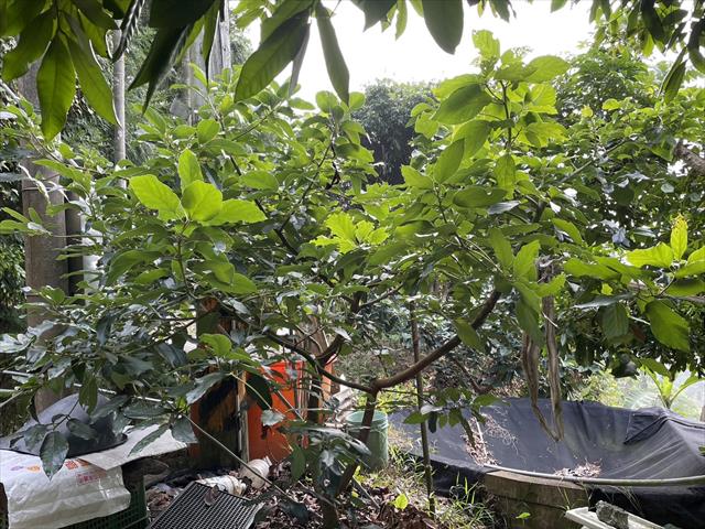 酪梨 產品圖片（圖片編號 667770）