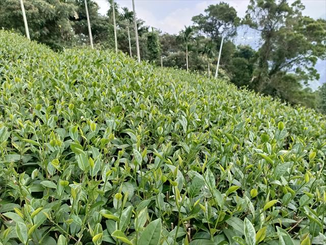 茶製品-茶 產品圖片（產品編號 497769）
