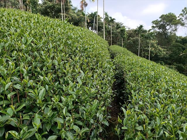 茶製品-茶 產品圖片（圖片編號 668209）