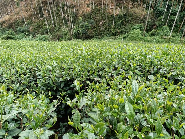 茶製品-茶 產品圖片（圖片編號 668210）