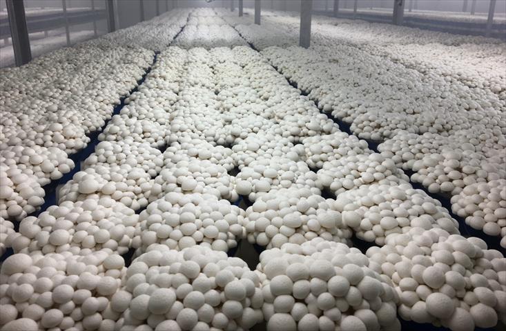 雪白菇(美白菇) 產品圖片（產品編號 497829）