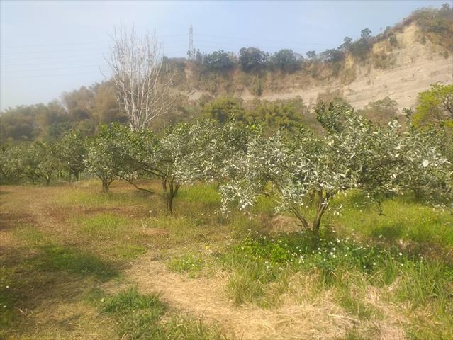 茂谷柑 產品圖片（產品編號 497935）