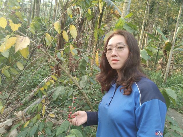 咖啡製品-咖啡 產品圖片（產品編號 497949）