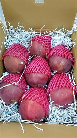 芒果 產品圖片（產品編號 497954）