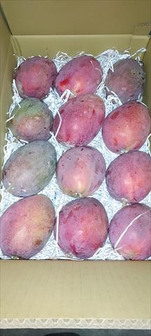 芒果 產品圖片（圖片編號 668968）