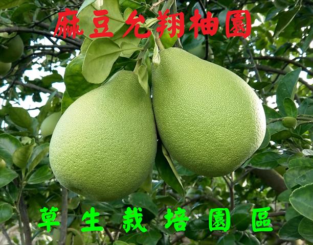 文旦柚 產品圖片（產品編號 500139）