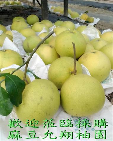 白柚 產品圖片（產品編號 500138）