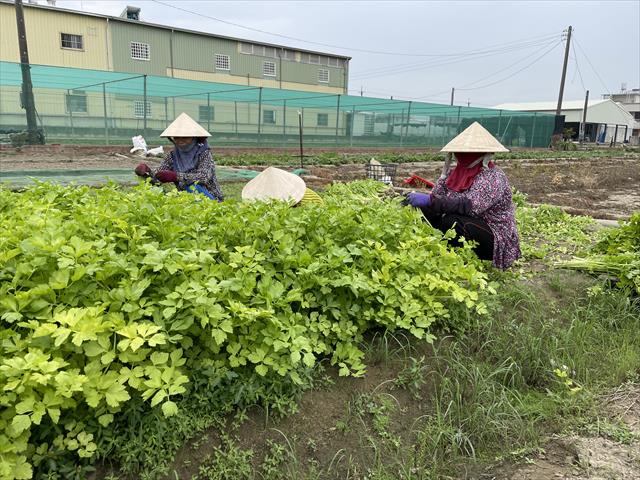 芹菜(西洋芹) 產品圖片（圖片編號 671813）