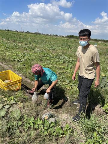南瓜(金瓜) 產品圖片（圖片編號 671815）