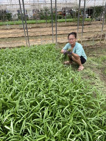 蕹菜(空心菜) 產品圖片（產品編號 500297）