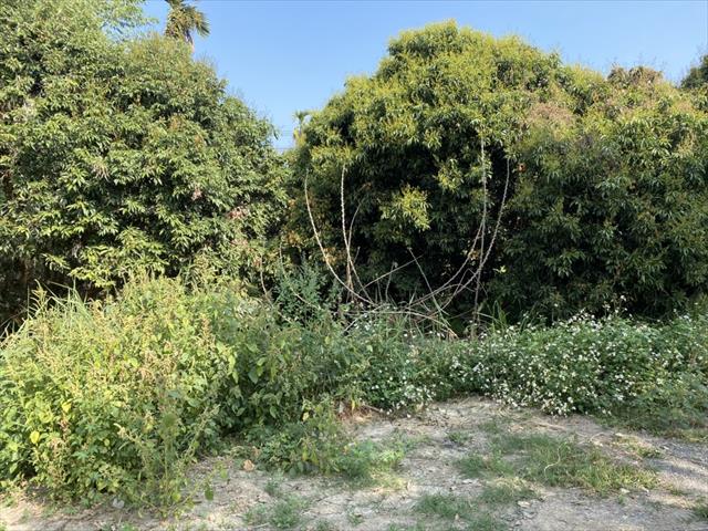 荔枝 產品圖片（產品編號 500303）