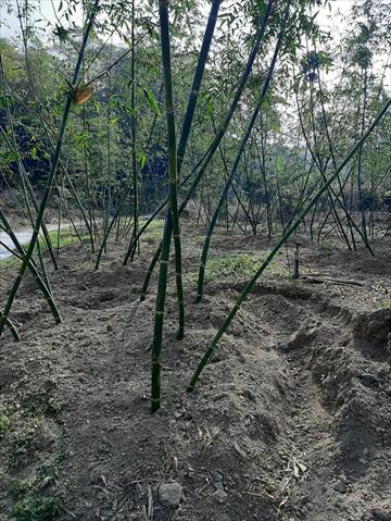 竹筍 產品圖片（圖片編號 671826）