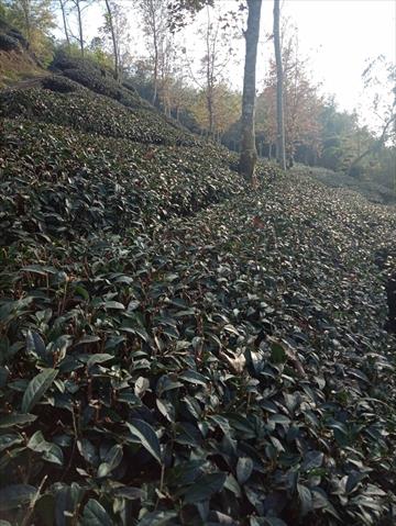 茶製品-茶 產品圖片（產品編號 500315）