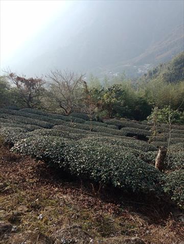 茶製品-茶 產品圖片（圖片編號 671856）