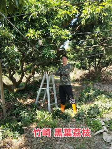 荔枝 產品圖片（產品編號 500316）