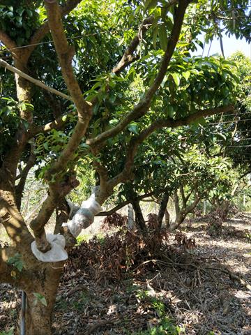 荔枝 產品圖片（圖片編號 671859）
