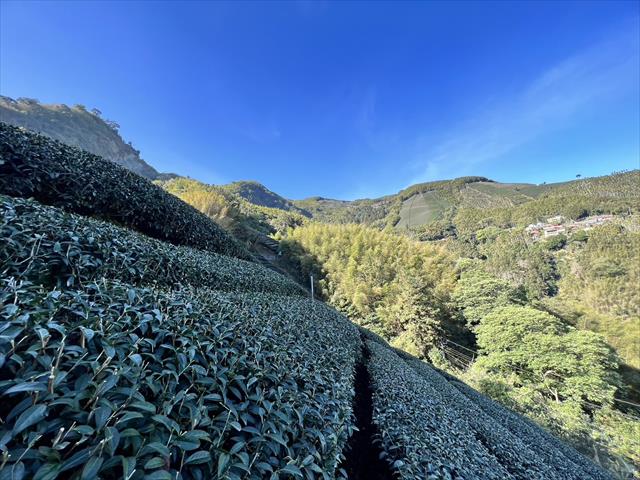 茶製品-茶 產品圖片（圖片編號 671868）