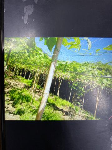 香櫞(佛手柑) 產品圖片（圖片編號 671871）