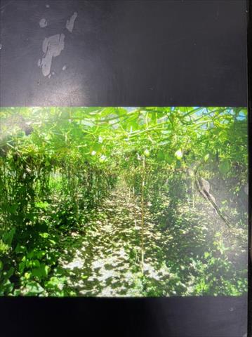 香櫞(佛手柑) 產品圖片（圖片編號 671872）