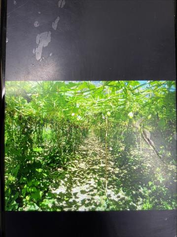 香櫞(佛手柑) 產品圖片（圖片編號 671873）
