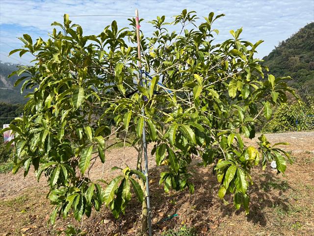 黃金果(黃晶果,加蜜蛋黃果,蜜蛋黃果) 產品圖片（產品編號 500360）
