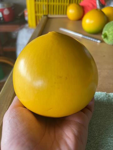黃金果(黃晶果,加蜜蛋黃果,蜜蛋黃果) 產品圖片（圖片編號 671907）