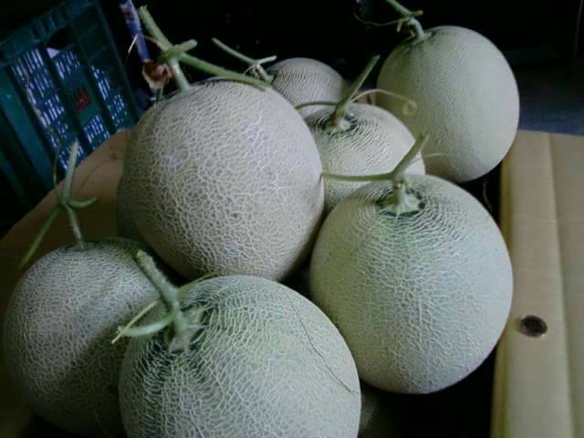 洋香瓜(哈蜜瓜) 產品圖片（圖片編號 672033）