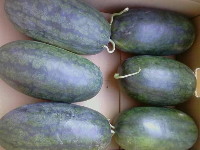 西瓜 產品圖片（圖片編號 672035）
