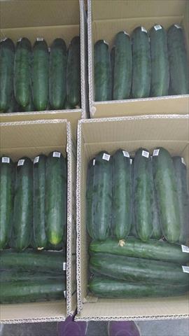 胡瓜(大黃瓜) 產品圖片（圖片編號 672038）