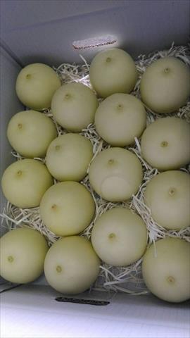 香瓜(美濃瓜) 產品圖片（圖片編號 672041）