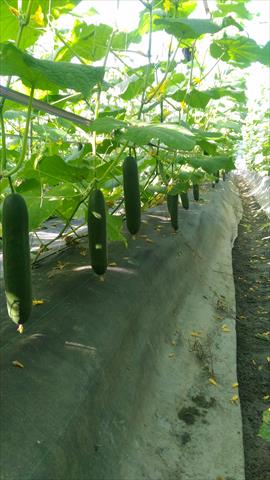 胡瓜(大黃瓜) 產品圖片（圖片編號 672044）