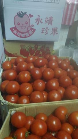 番茄(含小番茄) 產品圖片（圖片編號 672047）