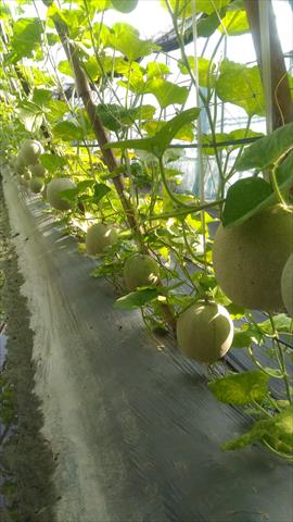 洋香瓜(哈蜜瓜) 產品圖片（圖片編號 672053）