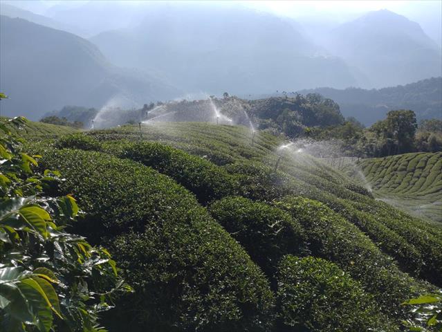 茶製品-茶 產品圖片（圖片編號 672854）