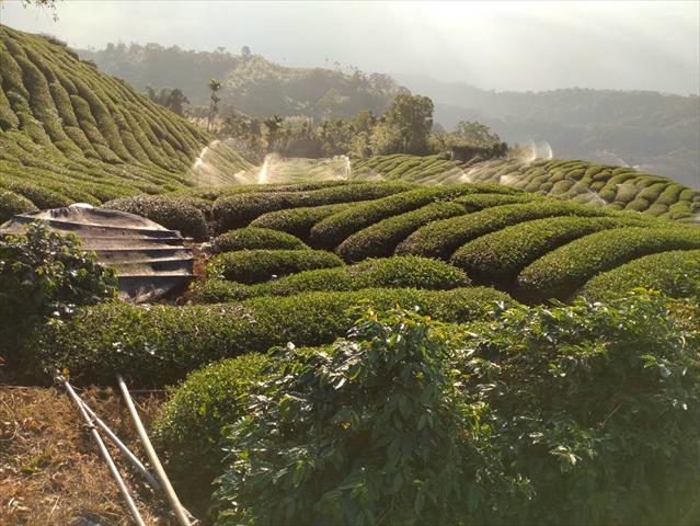 茶製品-茶 產品圖片（圖片編號 672855）
