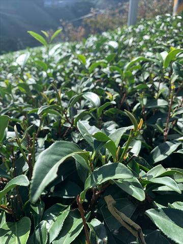茶製品-茶 產品圖片（產品編號 500464）